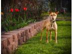 Adopt Sallee a Whippet / Mixed dog in Kettering, OH (41160458)