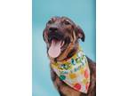Adopt DH Tom Collins a German Shepherd Dog / Mixed dog in Wharton, TX (41104689)