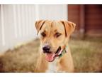 Adopt ECAC1 Mac a Labrador Retriever / Mixed dog in Wharton, TX (39173650)