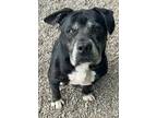 Adopt Knucklehead a Black - with White American Pit Bull Terrier / Mixed dog in