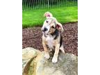 Adopt Daisy Mae a Tan/Yellow/Fawn Hound (Unknown Type) / Boxer dog in Irwin