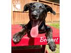 Adopt Beignet a Pointer / Hound (Unknown Type) / Mixed dog in Magnolia