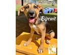 Adopt Biscuit a Pointer / Hound (Unknown Type) / Mixed dog in Magnolia