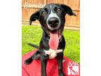 Adopt Burrito a Pointer / Hound (Unknown Type) / Mixed dog in Magnolia