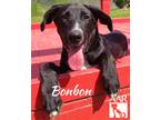 Adopt Bonbon a Pointer / Hound (Unknown Type) / Mixed dog in Magnolia