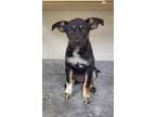 Adopt Vinnie / Necessary Puppy 1 a American Eskimo Dog / Border Collie / Mixed