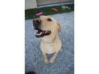 Adopt Loki (Redrock) a Labrador Retriever / Mixed dog in Pahrump, NV (41341891)