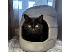 Adopt Whinny a Domestic Shorthair / Mixed (short coat) cat in Blountville