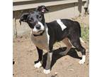 Adopt Azalea a White - with Black Labrador Retriever dog in La Crosse