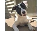 Adopt Poppy a White - with Black Labrador Retriever dog in La Crosse