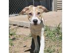 Adopt Celosia a White - with Tan, Yellow or Fawn Labrador Retriever dog in La