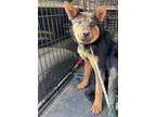 Adopt Misha (Drea pup 2) a Cattle Dog / Mixed dog in Forsyth, GA (41429485)