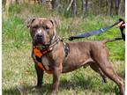 Adopt King a Mixed Breed (Medium) / Mixed dog in Crocker, MO (40993029)