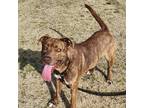 Adopt Brownie a Mountain Cur / Mixed dog in Springdale, AR (41232511)