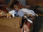 Adopt Dottie a White Dogo Argentino / Labrador Retriever / Mixed dog in Spring