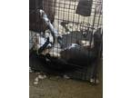 Adopt Chico a Black - with White American Pit Bull Terrier / Mixed dog in Erie
