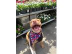 Adopt Connie A046261 a Staffordshire Bull Terrier / Mixed Breed (Medium) / Mixed
