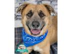 Adopt Smiley a Collie / Shepherd (Unknown Type) / Mixed dog in Kennesaw