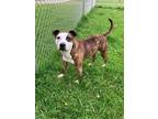 Adopt Ernie a American Pit Bull Terrier / Mixed dog in Marion, OH (40517185)