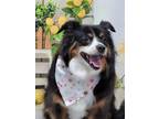 Adopt 0550 Allie a Black - with White Australian Shepherd / Mixed dog in