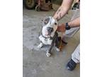 Adopt MISS FIONA a Staffordshire Bull Terrier / Mixed dog in Lindsay