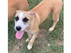 Adopt Annie- April Fools' Day Pups a Boxer / Labrador Retriever / Mixed dog in