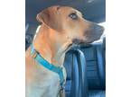Adopt Amber-April Fools' Day Pups a Retriever (Unknown Type) / Boxer / Mixed dog