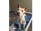 Adopt Birch Yrly 158 a Labrador Retriever / Mixed dog in Sidney, OH (41438426)