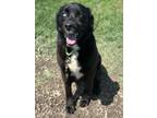 Adopt Zeus a Husky / Shepherd (Unknown Type) / Mixed dog in Defiance
