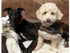 Adopt Toms Tango (Toms) a Greyhound / Mixed dog in Glen Ellyn, IL (41438413)
