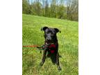 Adopt Archer a Black - with White Labrador Retriever / Mixed dog in Kalamazoo