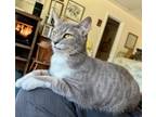 Adopt 6218 Vaida May a Gray, Blue or Silver Tabby Domestic Longhair (long coat)