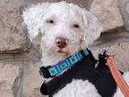 Adopt Aspen a White Miniature Poodle / Mixed dog in East Greenville
