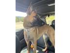 Adopt Zara located in CO a Tan/Yellow/Fawn - with Black Belgian Malinois / Mixed