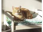 Adopt Claude a Orange or Red Tabby Domestic Shorthair (short coat) cat in