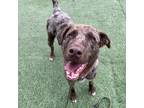 Adopt Zion a Catahoula Leopard Dog / Mixed Breed (Medium) dog in Whitestone