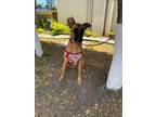 Adopt Nova a Brown/Chocolate Great Dane dog in Gig Harbor, WA (41304907)