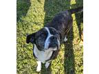 Adopt Bianca a Black - with White Boston Terrier / Boxer dog in Ridgeland