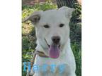 Adopt Harry a White Belgian Shepherd / Husky dog in Bend, OR (41378424)