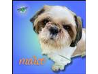 Adopt Marco a White - with Brown or Chocolate Shih Tzu / Mixed dog in Troy