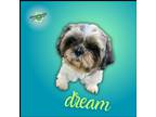 Adopt Dream a Shih Tzu / Mixed dog in Troy, VA (41407693)