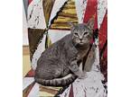 Adopt Mary a Gray, Blue or Silver Tabby Domestic Shorthair / Mixed (short coat)