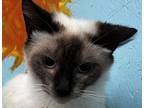 Adopt Cropper a Siamese (short coat) cat in Jackson, GA (41438172)