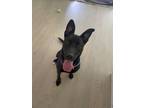 Adopt Adele a Black - with White Shepherd (Unknown Type) / Australian Kelpie dog