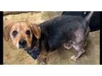 Adopt Dexter DD a Beagle / Mixed dog in Columbia, TN (41144537)