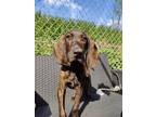 Adopt Porthos a Black Plott Hound / Mixed dog in Elmsford, NY (41295858)
