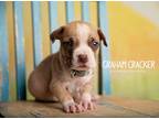 Adopt Graham Cracker a Tan/Yellow/Fawn - with White Pointer / Mixed dog in