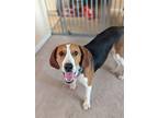 Adopt Loretta Lynn a Treeing Walker Coonhound / Hound (Unknown Type) dog in