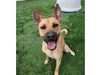 Adopt Star a Brown/Chocolate - with Black Basenji dog in Sedalia, CO (40765595)
