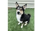 Adopt Zuez a Black - with Tan, Yellow or Fawn Husky / German Shepherd Dog dog in